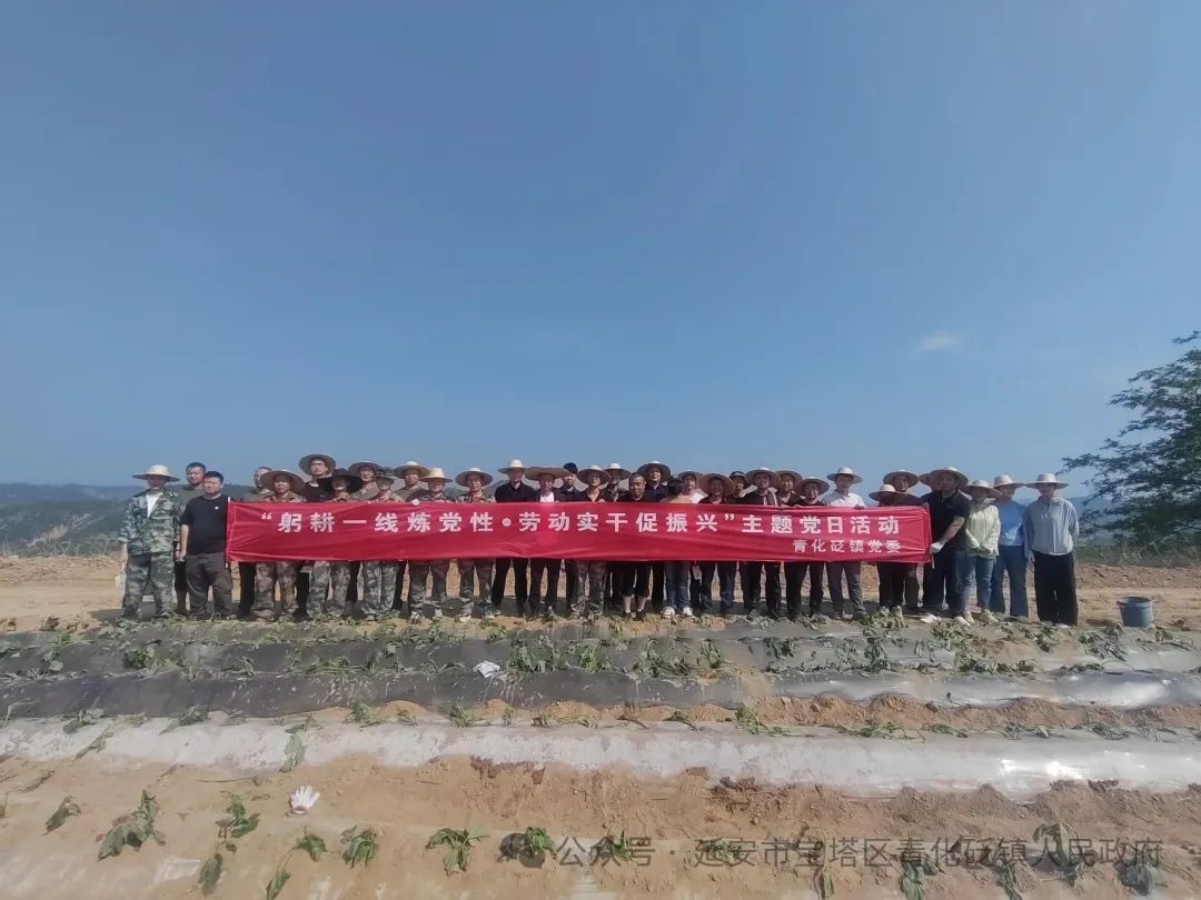 延安市宝塔区青化砭镇：红薯田间栽种忙 种出甜蜜新希望