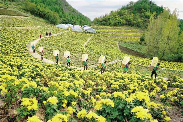 协同推进兴业强县富民