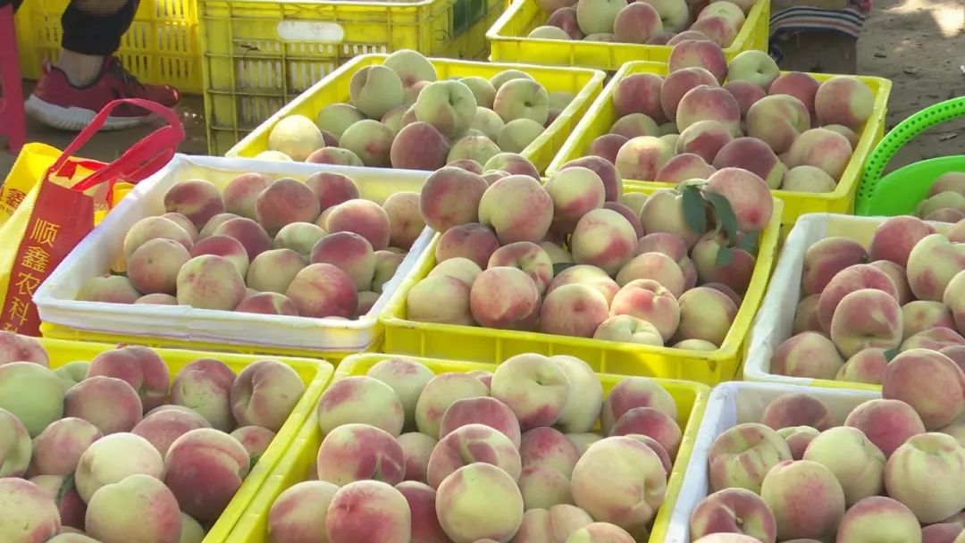 【乡村振兴】铜川市耀州区柏树塬村：一颗桃子的“致富密码”