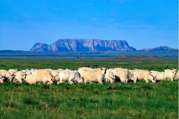 万亩牧场两人管的启示