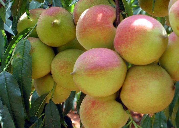 如何打好“鹰嘴桃保卫战”